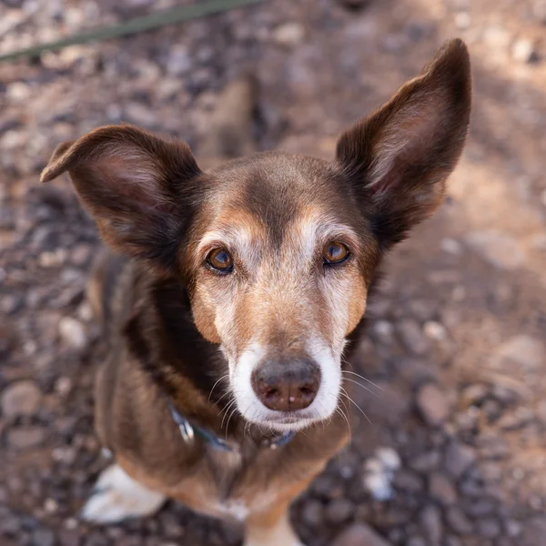 Brown dog with large upright ears looking up into the camera