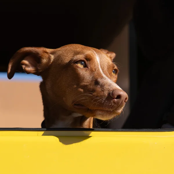 Brown dog looking out over the lowered window of a yellow vehicle