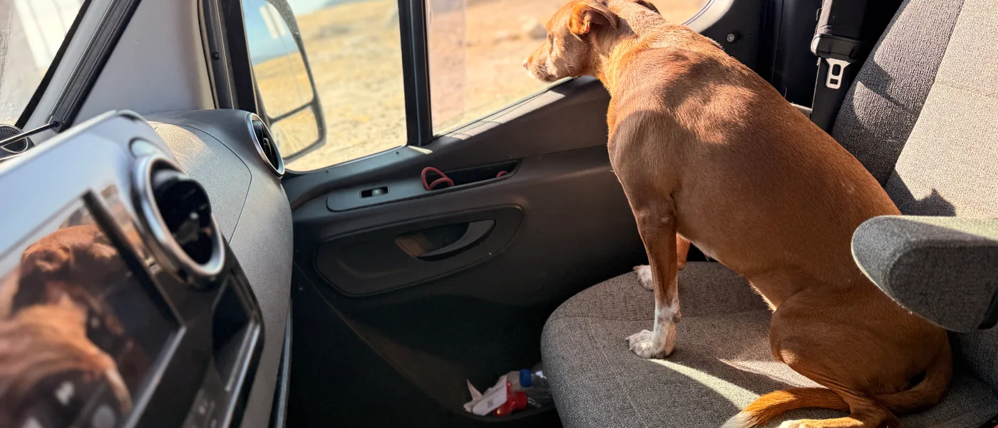 Dog on the passenger seat of a panel van looking out of the side
         window across a dry landscape